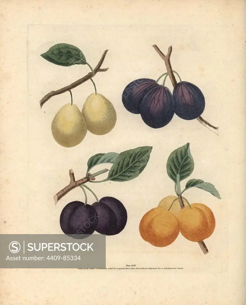Plum varieties, Prunus domestica: White Imperatrice, Blue Imperatrice, Brignole and St. Catharine. Handcoloured stipple engraving of an illustration by George Brookshaw from his own "Pomona Britannica," London, Longman, Hurst, etc., 1817. The quarto edition of the original folio edition published from 1804-1812. Brookshaw (1751-1823) was a successful cabinet maker who disappeared in the 1790s before returning as a flower painter with the anonymous "New Treatise on Flower Painting," 1797.