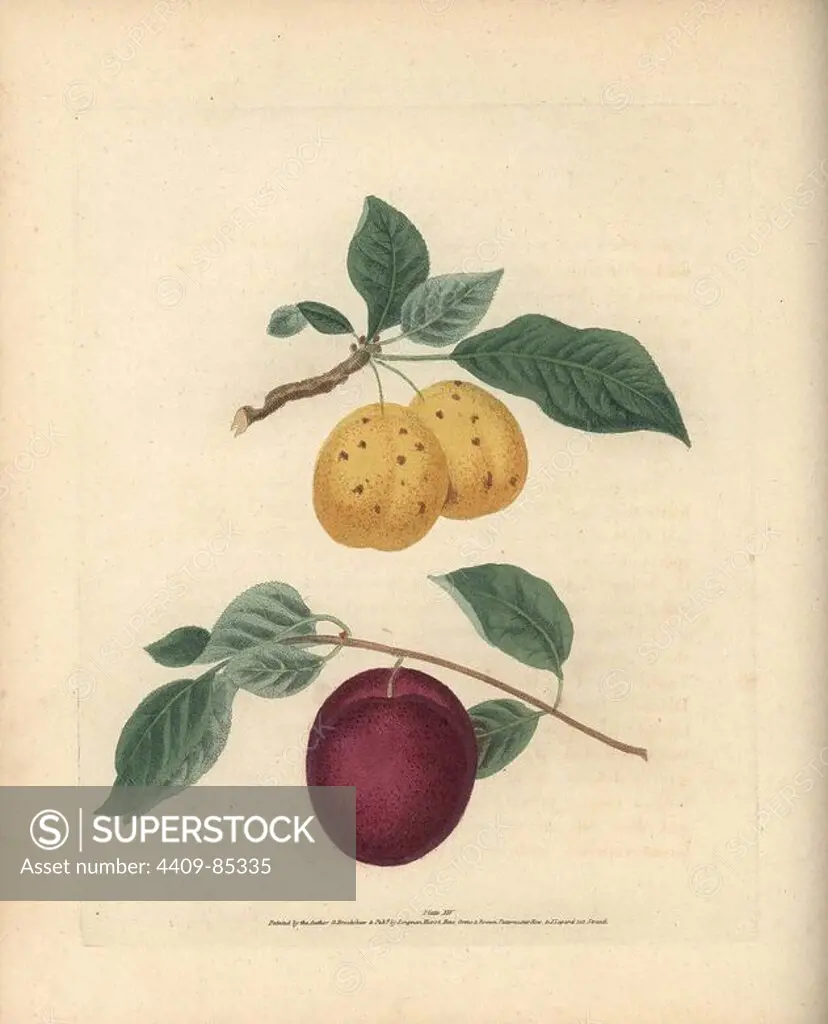Plum varieties, Prunus domestica: White Perdrigon and Roche Carbon. Handcoloured stipple engraving of an illustration by George Brookshaw from his own "Pomona Britannica," London, Longman, Hurst, etc., 1817. The quarto edition of the original folio edition published from 1804-1812. Brookshaw (1751-1823) was a successful cabinet maker who disappeared in the 1790s before returning as a flower painter with the anonymous "New Treatise on Flower Painting," 1797.