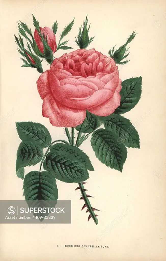 Four seasons rose, Rose des Quatre Saisons, very old variety of the Portland rose, Rosa portlandica. Chromolithograph drawn and lithographed after nature by F. Grobon from Hippolyte Jamain and Eugene Forney's "Les Roses," Paris, J. Rothschild, 1873. Jamain was a rose grower and Forney a professor of arboriculture. François Frédéric Grobon (1815-1901) ran his own atelier and illustrated "Fleurs" after Redoute with his brother Anthelme as the Grobon freres.