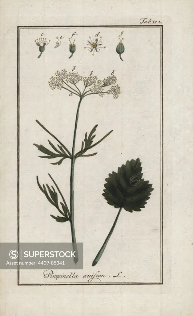 Anise or aniseed, Pimpinella anisum, native to Europe and Asia. Handcoloured copperplate botanical engraving from Johannes Zorn's "Afbeelding der Artseny-Gewassen," Jan Christiaan Sepp, Amsterdam, 1796. Zorn first published his illustrated medical botany in Nurnberg in 1780 with 500 plates, and a Dutch edition followed in 1796 published by J.C. Sepp with an additional 100 plates. Zorn (1739-1799) was a German pharmacist and botanist who collected medical plants from all over Europe for his "Icones plantarum medicinalium" for apothecaries and doctors.