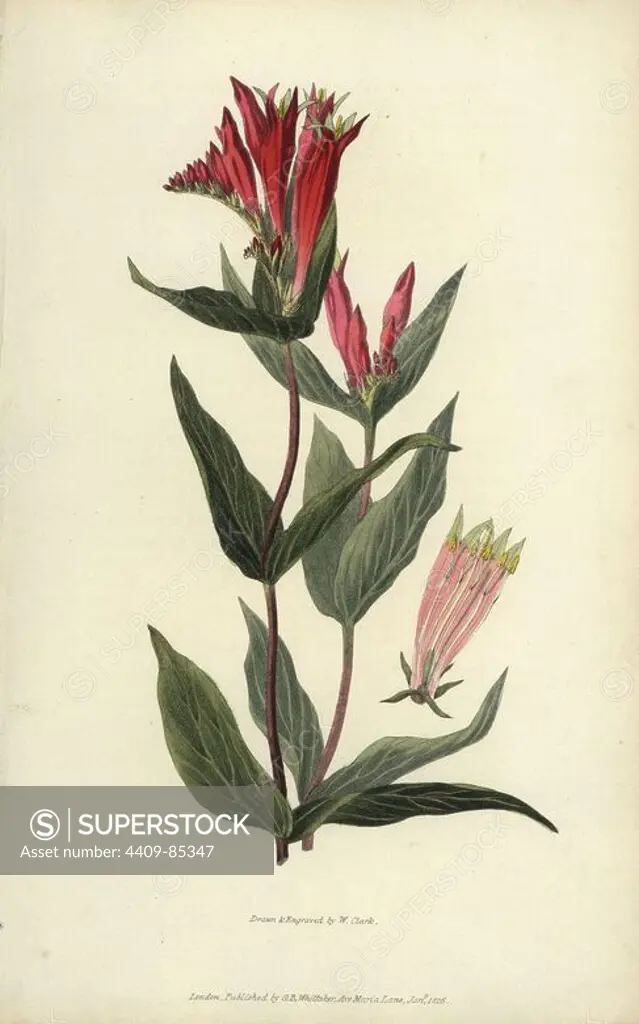Indian pink, Spigelia marilandica. Handcoloured botanical illustration drawn and engraved by William Clark from Richard Morris's "Flora Conspicua" London, Longman, Rees, 1826. William Clark was former draughtsman to the London Horticultural Society and illustrated many botanical books in the 1820s and 1830s.