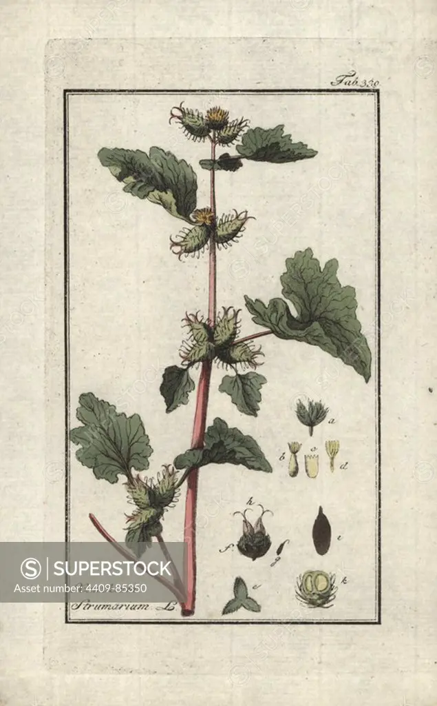 Cocklebur, Xanthium strumarium. Handcoloured copperplate botanical engraving from Johannes Zorn's "Afbeelding der Artseny-Gewassen," Jan Christiaan Sepp, Amsterdam, 1796. Zorn first published his illustrated medical botany in Nurnberg in 1780 with 500 plates, and a Dutch edition followed in 1796 published by J.C. Sepp with an additional 100 plates. Zorn (1739-1799) was a German pharmacist and botanist who collected medical plants from all over Europe for his "Icones plantarum medicinalium" for apothecaries and doctors.