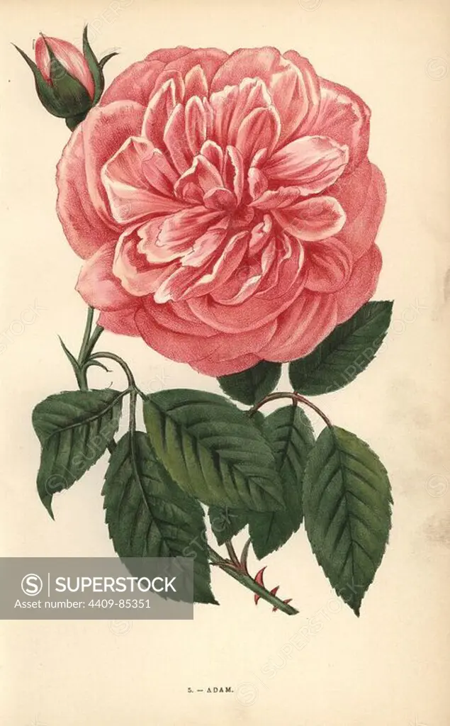 Adam rose, variety of the tea rose raised by Monsieur Adam of Reims in 1838. Chromolithograph drawn and lithographed after nature by F. Grobon from Hippolyte Jamain and Eugene Forney's "Les Roses," Paris, J. Rothschild, 1873. Jamain was a rose grower and Forney a professor of arboriculture. François Frédéric Grobon (1815-1901) ran his own atelier and illustrated "Fleurs" after Redoute with his brother Anthelme as the Grobon freres.