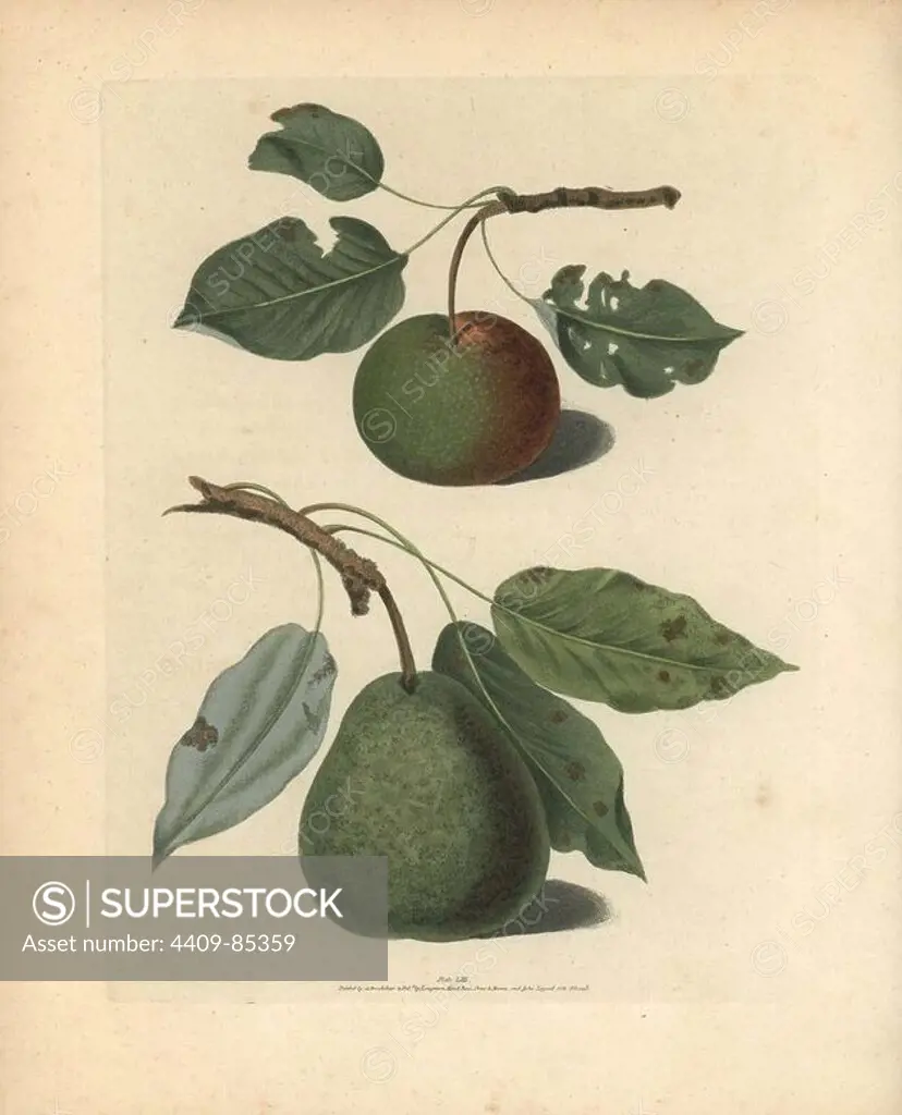 Pear varieties, Pyrus communis: Onion or La Grosse Oignonette and Pear d'Auch. Handcoloured stipple engraving of an illustration by George Brookshaw from his own "Pomona Britannica," London, Longman, Hurst, etc., 1817. The quarto edition of the original folio edition published from 1804-1812. Brookshaw (1751-1823) was a successful cabinet maker who disappeared in the 1790s before returning as a flower painter with the anonymous "New Treatise on Flower Painting," 1797.