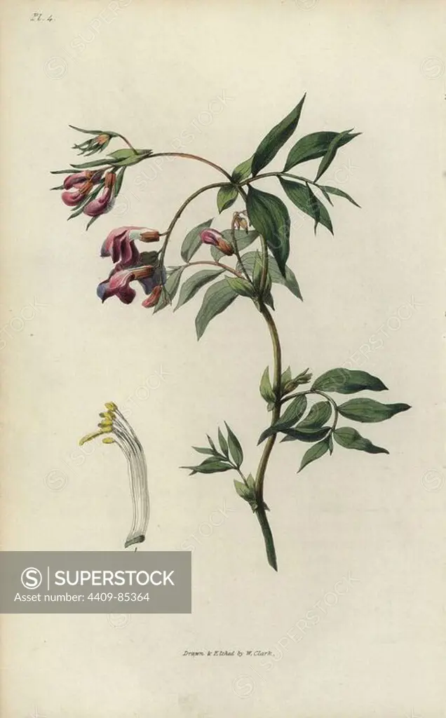 Spring bittervetch, Lathyrus vernus. Handcoloured botanical illustration drawn and engraved by William Clark from Richard Morris's "Flora Conspicua" London, Longman, Rees, 1826. William Clark was former draughtsman to the London Horticultural Society and illustrated many botanical books in the 1820s and 1830s.