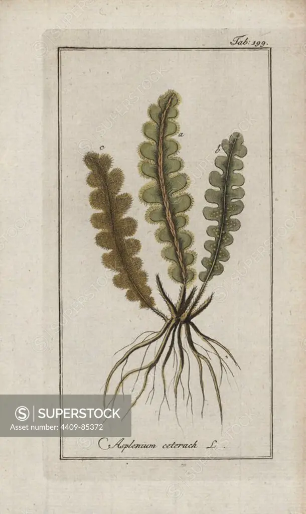 Rustyback fern, Asplenium ceterach. Handcoloured copperplate botanical engraving from Johannes Zorn's "Afbeelding der Artseny-Gewassen," Jan Christiaan Sepp, Amsterdam, 1796. Zorn first published his illustrated medical botany in Nurnberg in 1780 with 500 plates, and a Dutch edition followed in 1796 published by J.C. Sepp with an additional 100 plates. Zorn (1739-1799) was a German pharmacist and botanist who collected medical plants from all over Europe for his "Icones plantarum medicinalium" for apothecaries and doctors.