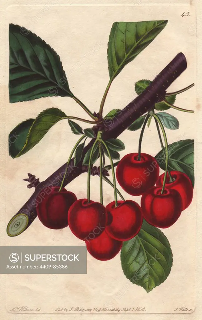 Late Duke cherry, Prunus avium. Handcoloured copperplate engraving by S. Watts from a botanical illustration by Augusta Withers from John Lindley's "Pomological Magazine," James Ridgway, London, 1828. The magazine was published in three volumes from 1828 to 1830 and discontinued at plate 152 because of a dispute between the editors. Lindley (1795-1865) was an English botanist and gardener who published books on roses, orchids, and fruit. Mrs. Withers (1793-1877) was an eminent Victorian botanical artist and Flower Painter in Ordinary to Queen Adelaide.
