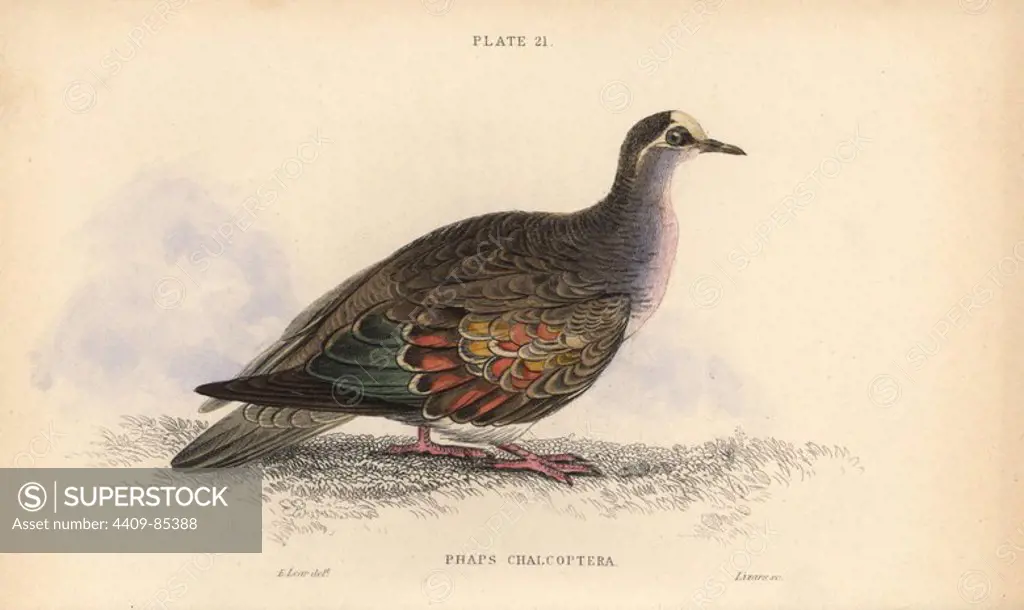 Common bronzewing, Phaps chalcoptera, native to Australia. Handcoloured steel engraving by William Lizars after an illustration by Edward Lear from Prideaux John Selby's volume "Pigeons" in Sir William Jardine's "Naturalist's Library: Ornithology," published by W.H. Lizars, Edinburgh, 1835. Artist Edward Lear (1812-1888), today most famous for his literary nonsense and limericks, was a skilled ornithological artist who published "Illustrations of the Family of Psittacidae or Parrots" in 1832.