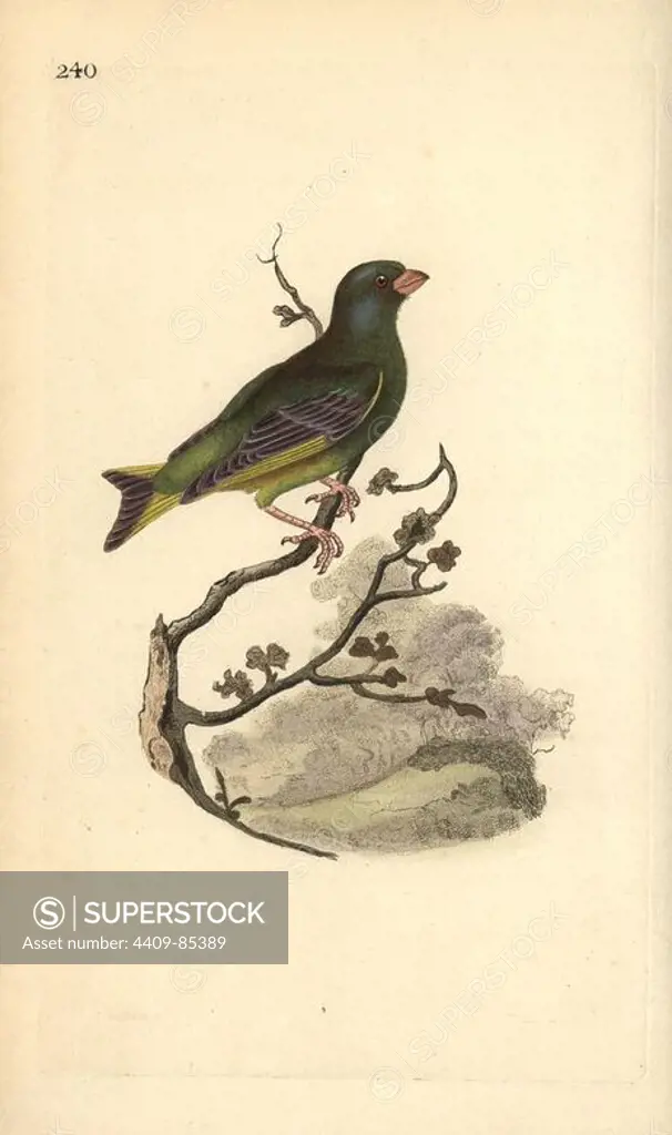 European greenfinch, Carduelis chloris. Handcoloured copperplate drawn and engraved by Edward Donovan from his own "Natural History of British Birds," London, 1794-1819. Edward Donovan (1768-1837) was an Anglo-Irish amateur zoologist, writer, artist and engraver. He wrote and illustrated a series of volumes on birds, fish, shells and insects, opened his own museum of natural history in London, but later he fell on hard times and died penniless.