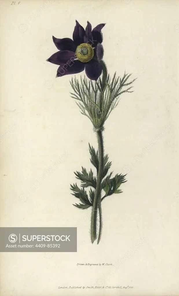 Pasque flower, Pulsatilla vulgaris. Handcoloured botanical illustration drawn and engraved by William Clark from Richard Morris's "Flora Conspicua" London, Longman, Rees, 1826. William Clark was former draughtsman to the London Horticultural Society and illustrated many botanical books in the 1820s and 1830s.