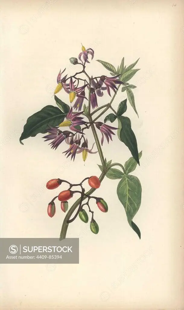 Bittersweet or woody nightshade, Solanum dulcamara. Handcoloured botanical illustration drawn and engraved by William Clark from Rebecca Hey's "Moral of Flowers," London, Longman, Rees, 1833. Mrs. Rebecca Hey was a Victorian writer, poet and artist who wrote "Spirit of the Woods" 1837 and "Recollections of the Lakes" 1841. William Clark was former draughtsman to the London Horticultural Society and illustrated many botanical books in the 1820s and 1830s.