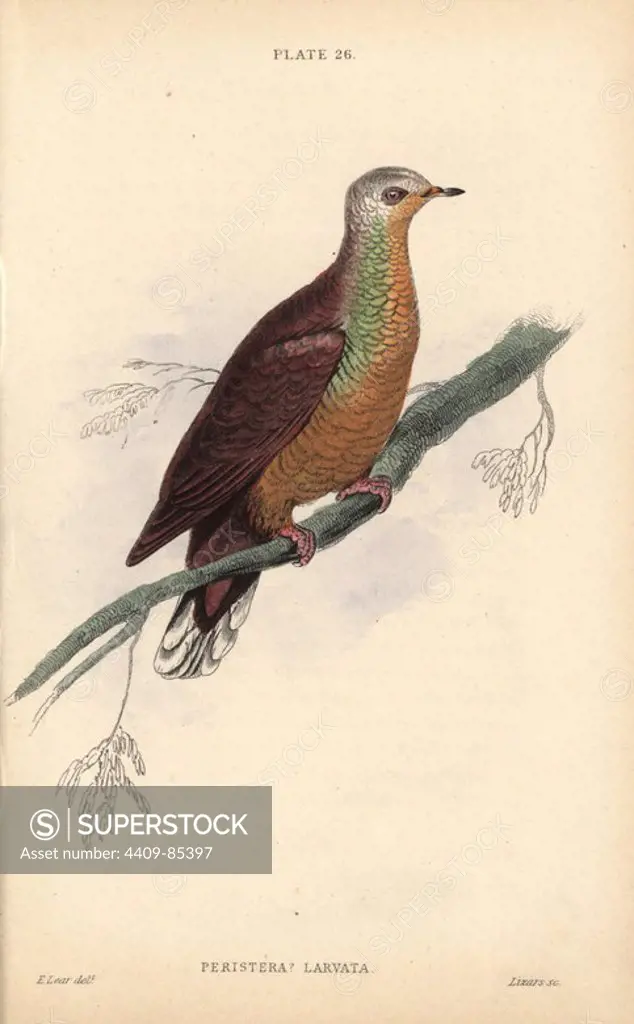 African lemon-dove, Columba larvata, native to Africa. Handcoloured steel engraving by William Lizars after an illustration by Edward Lear from Prideaux John Selby's volume "Pigeons" in Sir William Jardine's "Naturalist's Library: Ornithology," published by W.H. Lizars, Edinburgh, 1835. Artist Edward Lear (1812-1888), today most famous for his literary nonsense and limericks, was a skilled ornithological artist who published "Illustrations of the Family of Psittacidae or Parrots" in 1832.