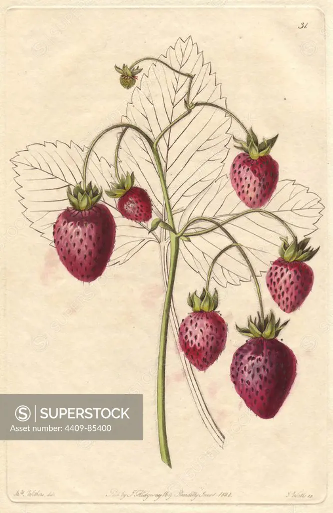 Prolific Hautbois strawberry, Fragaria x ananassa. Handcoloured copperplate engraving by S. Watts from a botanical illustration by Augusta Withers from John Lindley's "Pomological Magazine," James Ridgway, London, 1828. The magazine was published in three volumes from 1828 to 1830 and discontinued at plate 152 because of a dispute between the editors. Lindley (1795-1865) was an English botanist and gardener who published books on roses, orchids, and fruit. Mrs. Withers (1793-1877) was an eminent Victorian botanical artist and Flower Painter in Ordinary to Queen Adelaide.