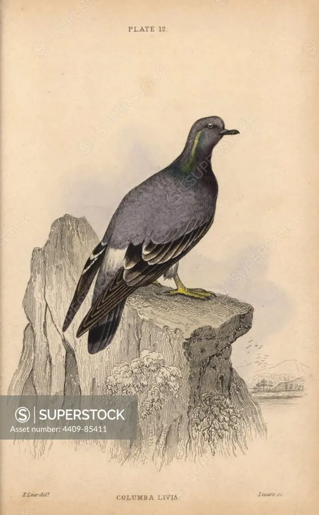 Rock pigeon, Columba livia. Handcoloured steel engraving by William Lizars after an illustration by Edward Lear from Prideaux John Selby's volume "Pigeons" in Sir William Jardine's "Naturalist's Library: Ornithology," published by W.H. Lizars, Edinburgh, 1835. Artist Edward Lear (1812-1888), today most famous for his literary nonsense and limericks, was a skilled ornithological artist who published "Illustrations of the Family of Psittacidae or Parrots" in 1832.