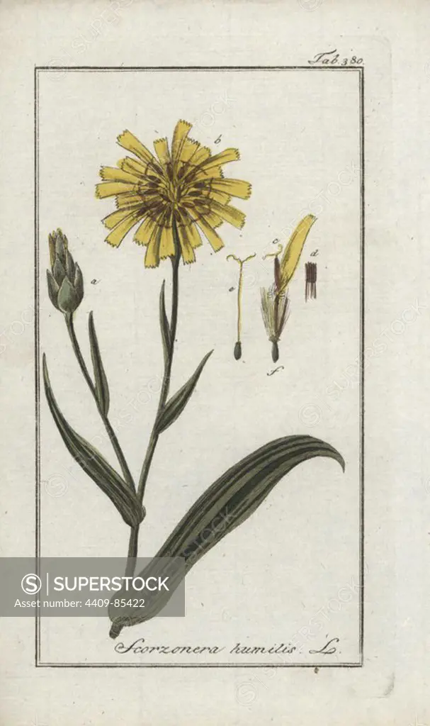 Viper's grass, Scorzonera humilis. Handcoloured copperplate botanical engraving from Johannes Zorn's "Afbeelding der Artseny-Gewassen," Jan Christiaan Sepp, Amsterdam, 1796. Zorn first published his illustrated medical botany in Nurnberg in 1780 with 500 plates, and a Dutch edition followed in 1796 published by J.C. Sepp with an additional 100 plates. Zorn (1739-1799) was a German pharmacist and botanist who collected medical plants from all over Europe for his "Icones plantarum medicinalium" for apothecaries and doctors.