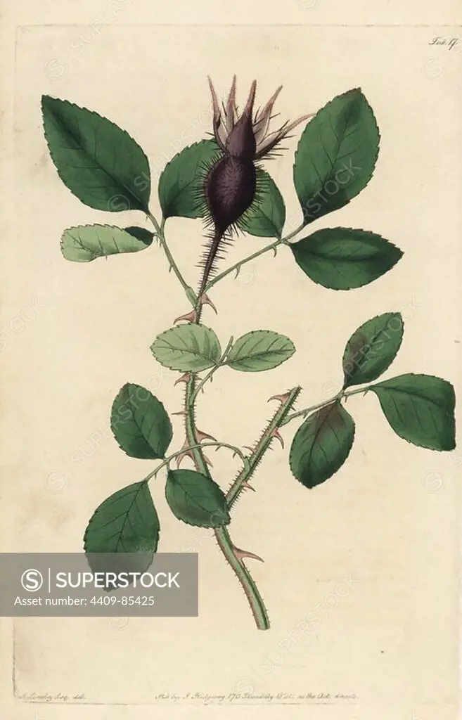 Cherokee rose, Rosa hystrix, Rosa laevigata, with spiny bud. Handcoloured copperplate engraved by Watts from an illustration by John Lindley from his own "Rosarum Monographia, or a Botanical History of Roses," London, Ridgeway, 1820. Lindley (1799-1865) was an English botanist who specialized in roses and orchids. Lindley wrote and illustrated this monograph when just 22 years old. He went on to edit the "Botanical Register" from 1829 to 1847.