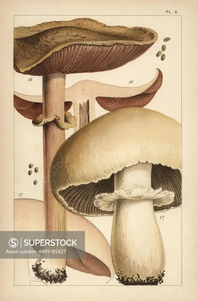 Forest mushroom, Agaricus sylvaticus 16, and horse mushroom, A. arvensis 17. Chromolithograph after an illustration by M. C. Cooke from his own "British Edible Fungi, how to distinguish and how to cook them," London, Kegan Paul, 1891. Mordecai Cubitt Cooke (1825-1914) was a British botanist, mycologist and artist. He was curator a the India Musuem from 1860 to 1879, when he transferred along with the botanical collection to the Royal Botanic Gardens, Kew.