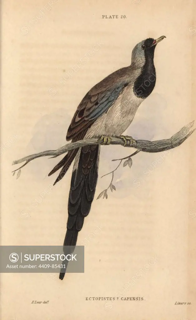 Namaqua dove, Oena capensis (Ectopistes capensis, Cape turtle), native to Africa. Handcoloured steel engraving by William Lizars after an illustration by Edward Lear from Prideaux John Selby's volume "Pigeons" in Sir William Jardine's "Naturalist's Library: Ornithology," published by W.H. Lizars, Edinburgh, 1835. Artist Edward Lear (1812-1888), today most famous for his literary nonsense and limericks, was a skilled ornithological artist who published "Illustrations of the Family of Psittacidae or Parrots" in 1832.