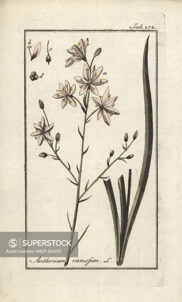 Branched St. Bernard's lily, Anthericum ramosum. Handcoloured copperplate botanical engraving from Johannes Zorn's "Afbeelding der Artseny-Gewassen," Jan Christiaan Sepp, Amsterdam, 1796. Zorn first published his illustrated medical botany in Nurnberg in 1780 with 500 plates, and a Dutch edition followed in 1796 published by J.C. Sepp with an additional 100 plates. Zorn (1739-1799) was a German pharmacist and botanist who collected medical plants from all over Europe for his "Icones plantarum medicinalium" for apothecaries and doctors.
