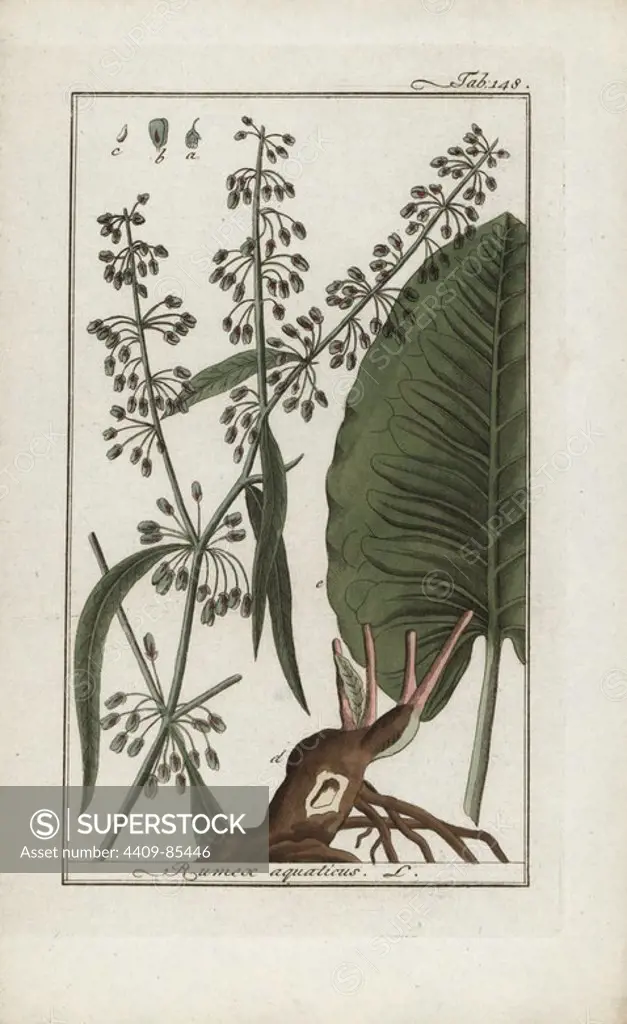 Western dock, Rumex aquaticus. Handcoloured copperplate botanical engraving from Johannes Zorn's "Afbeelding der Artseny-Gewassen," Jan Christiaan Sepp, Amsterdam, 1796. Zorn first published his illustrated medical botany in Nurnberg in 1780 with 500 plates, and a Dutch edition followed in 1796 published by J.C. Sepp with an additional 100 plates. Zorn (1739-1799) was a German pharmacist and botanist who collected medical plants from all over Europe for his "Icones plantarum medicinalium" for apothecaries and doctors.