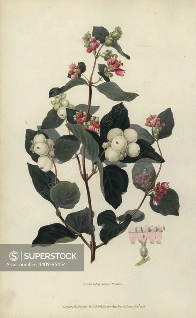 Snowberry, Symphoria racemosa. Handcoloured botanical illustration drawn and engraved by William Clark from Richard Morris's "Flora Conspicua" London, Longman, Rees, 1826. William Clark was former draughtsman to the London Horticultural Society and illustrated many botanical books in the 1820s and 1830s.