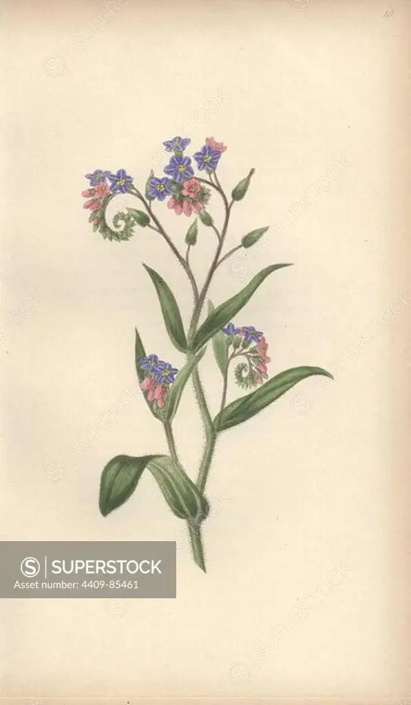 Forget-me-not, Myosotis palustris. Handcoloured botanical illustration drawn and engraved by William Clark from Rebecca Hey's "Moral of Flowers," London, Longman, Rees, 1833. Mrs. Rebecca Hey was a Victorian writer, poet and artist who wrote "Spirit of the Woods" 1837 and "Recollections of the Lakes" 1841. William Clark was former draughtsman to the London Horticultural Society and illustrated many botanical books in the 1820s and 1830s.