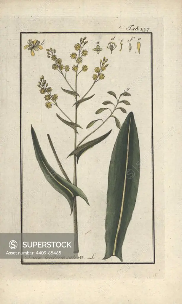 Dyer's woad, Isatis tinctoria sativa. Handcoloured copperplate botanical engraving from Johannes Zorn's "Afbeelding der Artseny-Gewassen," Jan Christiaan Sepp, Amsterdam, 1796. Zorn first published his illustrated medical botany in Nurnberg in 1780 with 500 plates, and a Dutch edition followed in 1796 published by J.C. Sepp with an additional 100 plates. Zorn (1739-1799) was a German pharmacist and botanist who collected medical plants from all over Europe for his "Icones plantarum medicinalium" for apothecaries and doctors.