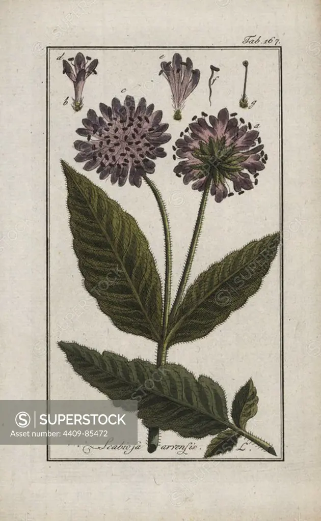 Field scabious, Knautia arvensis, native to Europe. Handcoloured copperplate botanical engraving from Johannes Zorn's "Afbeelding der Artseny-Gewassen," Jan Christiaan Sepp, Amsterdam, 1796. Zorn first published his illustrated medical botany in Nurnberg in 1780 with 500 plates, and a Dutch edition followed in 1796 published by J.C. Sepp with an additional 100 plates. Zorn (1739-1799) was a German pharmacist and botanist who collected medical plants from all over Europe for his "Icones plantarum medicinalium" for apothecaries and doctors.