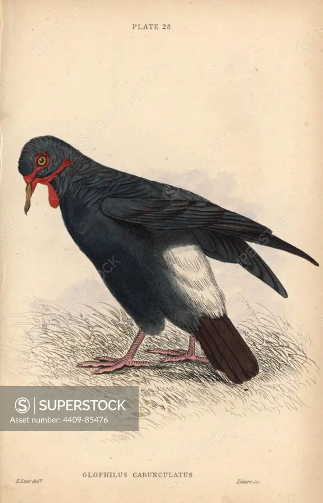Carunculated ground pigeon, Geophilus carunculatus, native to South Africa. Unknown species also known as the wattled goura. Handcoloured steel engraving by William Lizars after an illustration by Edward Lear from Prideaux John Selby's volume "Pigeons" in Sir William Jardine's "Naturalist's Library: Ornithology," published by W.H. Lizars, Edinburgh, 1835. Artist Edward Lear (1812-1888), today most famous for his literary nonsense and limericks, was a skilled ornithological artist who published "Illustrations of the Family of Psittacidae or Parrots" in 1832.