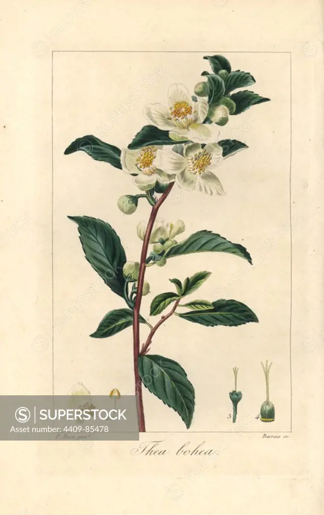 Tea, Camellia sinensis, native to China. Handcoloured stipple engraving on copper by Barrois from a botanical illustration by Pancrace Bessa from Mordant de Launay's "Herbier General de l'Amateur," Audot, Paris, 1820. The Herbier was published from 1810 to 1827 and edited by Mordant de Launay and Loiseleur-Deslongchamps. Bessa (1772-1830s), along with Redoute and Turpin, is considered one of the greatest French botanical artists of the 19th century.