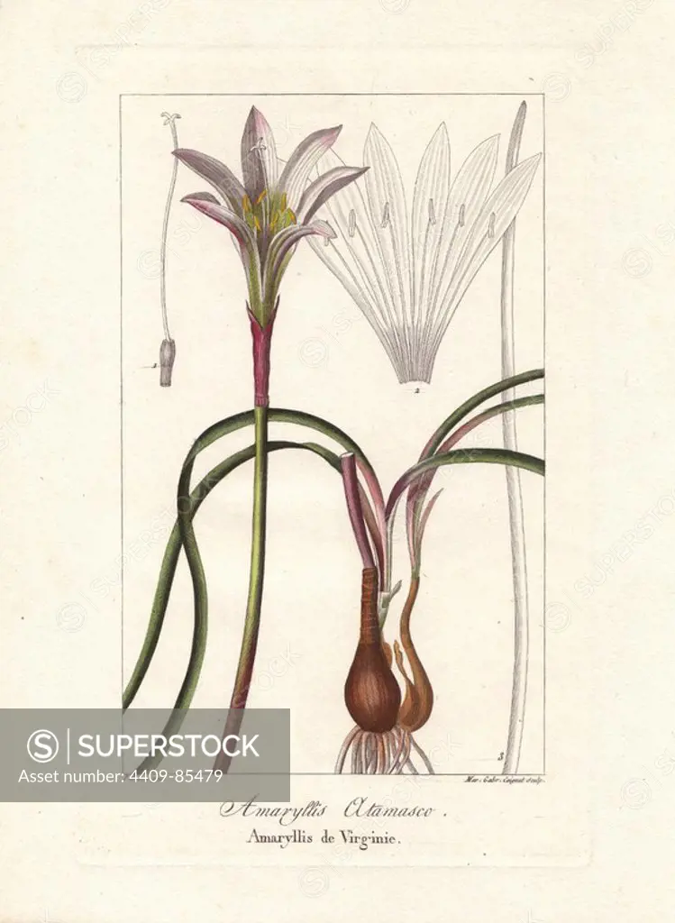 Atamasco lily, Zephryanthes atamasco, native to the eastern United States. Handcoloured stipple engraving on copper by Miss Marie Gabriel Coignet from a botanical illustration by Pancrace Bessa from Mordant de Launay's "Herbier General de l'Amateur," Audot, Paris, 1820. The Herbier was published from 1810 to 1827 and edited by Mordant de Launay and Loiseleur-Deslongchamps. Bessa (1772-1830s), along with Redoute and Turpin, is considered one of the greatest French botanical artists of the 19th century. The engraver Miss Coignet was born in Paris in 1793, and studied under Naigeon and Massard.