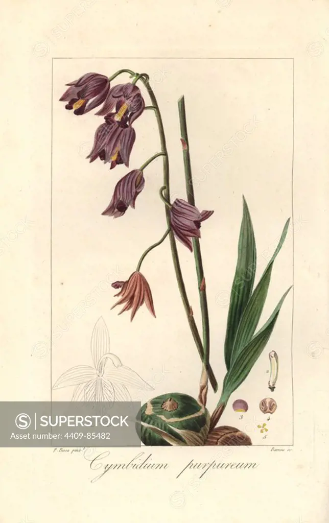 Purple cymbidium orchid, Cymbidium purpureum, native to Antilles and the Caribbean. Handcoloured stipple engraving on copper by Barrois from a botanical illustration by Pancrace Bessa from Mordant de Launay's "Herbier General de l'Amateur," Audot, Paris, 1820. The Herbier was published from 1810 to 1827 and edited by Mordant de Launay and Loiseleur-Deslongchamps. Bessa (1772-1830s), along with Redoute and Turpin, is considered one of the greatest French botanical artists of the 19th century.