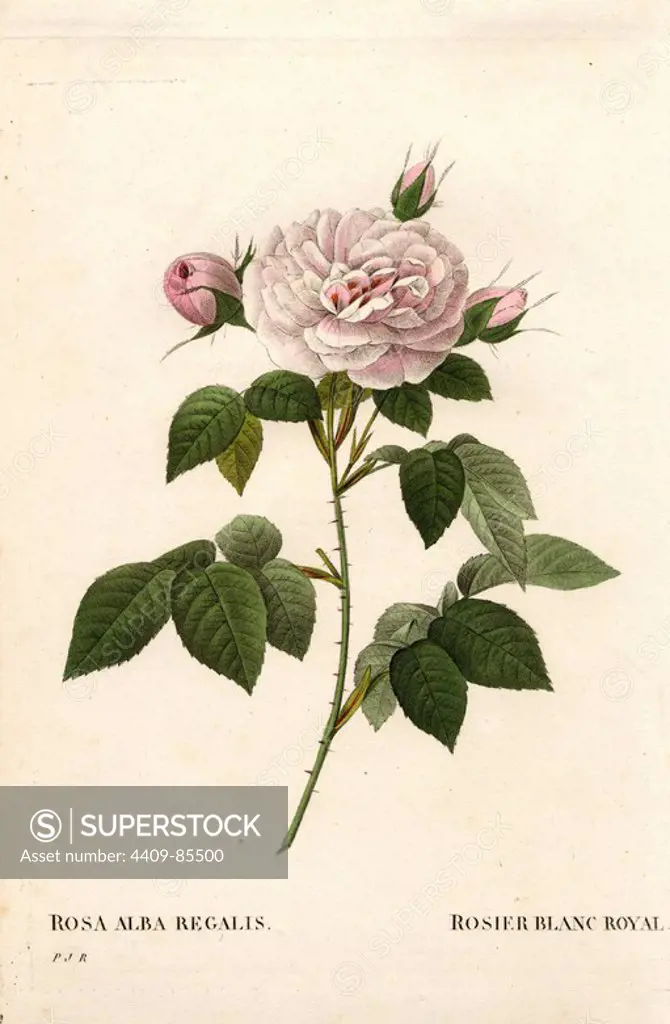 Maiden's blush rose, rosier blanc royal, Rosa alba var. incarnata. Handcoloured stipple copperplate engraving from Pierre Joseph Redoute's "Les Roses," Paris, 1828. Redoute was botanical artist to Marie Antoinette and Empress Josephine. He painted over 170 watercolours of roses from the gardens of Malmaison.