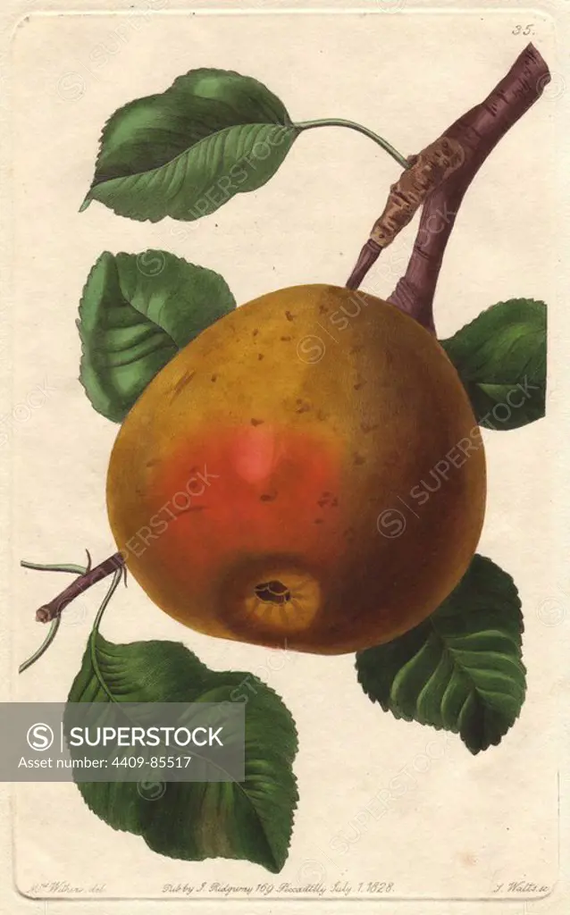 Gansel's Bergamot pear, Pyrus communis, raised by Lieutenant-General Gansel at Donneland Hall, Colchester. Handcoloured copperplate engraving by S. Watts from a botanical illustration by Augusta Withers from John Lindley's "Pomological Magazine," James Ridgway, London, 1828. The magazine was published in three volumes from 1828 to 1830 and discontinued at plate 152 because of a dispute between the editors. Lindley (1795-1865) was an English botanist and gardener who published books on roses, orchids, and fruit. Mrs. Withers (1793-1877) was an eminent Victorian botanical artist and Flower Painter in Ordinary to Queen Adelaide.
