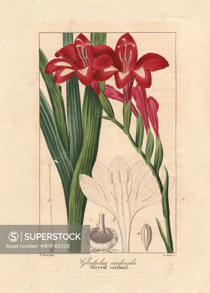 Waterfall gladiolus, Gladiolus cardinalis, native to South Africa. Handcoloured stipple engraving on copper by le Jeunese from a botanical illustration by Pancrace Bessa from Mordant de Launay's "Herbier General de l'Amateur," Audot, Paris, 1820. The Herbier was published from 1810 to 1827 and edited by Mordant de Launay and Loiseleur-Deslongchamps. Bessa (1772-1830s), along with Redoute and Turpin, is considered one of the greatest French botanical artists of the 19th century.