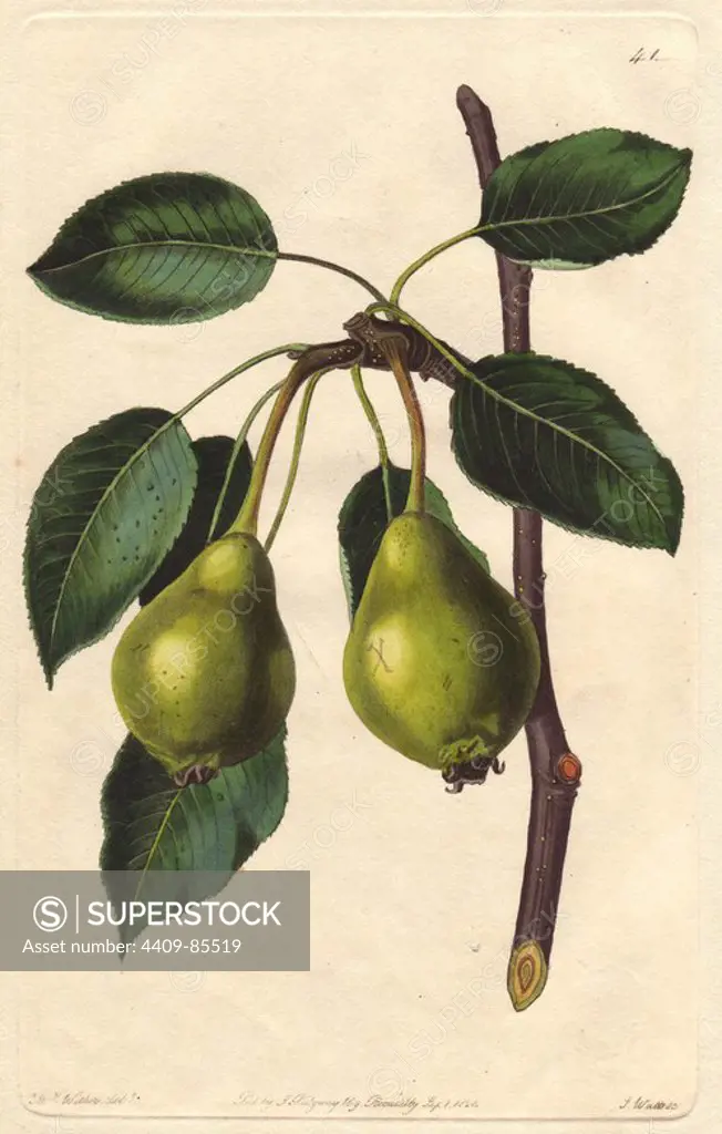 Long-stalked blanket pear, Pyrus communis. Handcoloured copperplate engraving by S. Watts from a botanical illustration by Augusta Withers from John Lindley's "Pomological Magazine," James Ridgway, London, 1828. The magazine was published in three volumes from 1828 to 1830 and discontinued at plate 152 because of a dispute between the editors. Lindley (1795-1865) was an English botanist and gardener who published books on roses, orchids, and fruit. Mrs. Withers (1793-1877) was an eminent Victorian botanical artist and Flower Painter in Ordinary to Queen Adelaide.