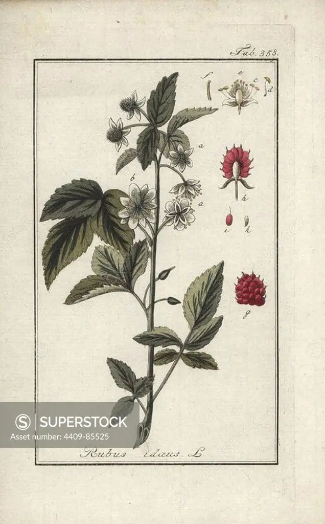 Raspberry, Rubus idaeus. Handcoloured copperplate botanical engraving from Johannes Zorn's "Afbeelding der Artseny-Gewassen," Jan Christiaan Sepp, Amsterdam, 1796. Zorn first published his illustrated medical botany in Nurnberg in 1780 with 500 plates, and a Dutch edition followed in 1796 published by J.C. Sepp with an additional 100 plates. Zorn (1739-1799) was a German pharmacist and botanist who collected medical plants from all over Europe for his "Icones plantarum medicinalium" for apothecaries and doctors.