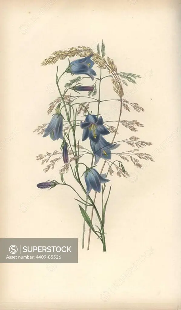 Harebell, Campanula rotundifolia, and grass varieties, Gramen. Handcoloured botanical illustration drawn and engraved by William Clark from Rebecca Hey's "Moral of Flowers," London, Longman, Rees, 1833. Mrs. Rebecca Hey was a Victorian writer, poet and artist who wrote "Spirit of the Woods" 1837 and "Recollections of the Lakes" 1841. William Clark was former draughtsman to the London Horticultural Society and illustrated many botanical books in the 1820s and 1830s.