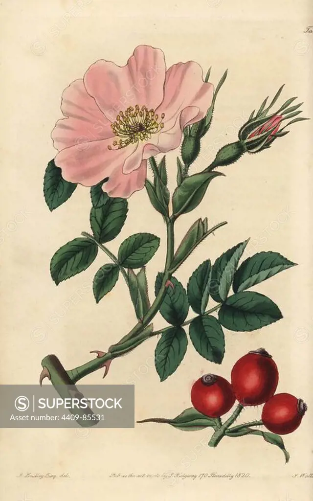 Rosa caucasea with pink flower, bud and rosehips. Handcoloured copperplate engraved by Watts from an illustration by John Lindley from his own "Rosarum Monographia, or a Botanical History of Roses," London, Ridgeway, 1820. Lindley (1799-1865) was an English botanist who specialized in roses and orchids. Lindley wrote and illustrated this monograph when just 22 years old. He went on to edit the "Botanical Register" from 1829 to 1847.