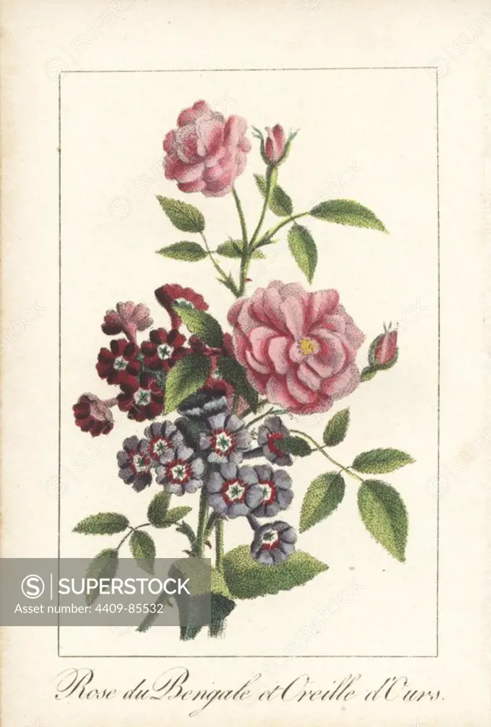 Indian rose, Rose de Bengale, Rosa indica, and Primula auricula, oreille d'ours. Handcoloured botanical engraving from "Le Jardinier Fleuriste, dedie aux dames," Paris, 1819. The verses are signed by Laurent-Pierre Bérenger (1749-1822), who may be the author of this work.