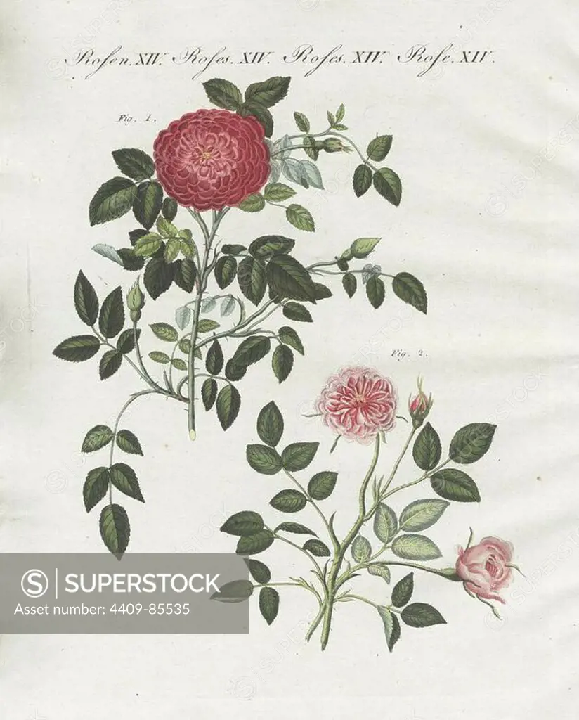 Small Provence rose, Rosa provincialis minima, and Dijon rose, Rosa damascena dijonensis. Handcoloured copperplate engraving from an illustration drawn from nature by Stark from Bertuch's "Bilderbuch fur Kinder" (Picture Book for Children), Weimar, 1790-1830. Friedrich Johann Bertuch (1747-1822) was a German publisher and man of arts most famous for his 12-volume encyclopedia for children illustrated with 1,200 engraved plates on natural history, science, costume, mythology, etc.