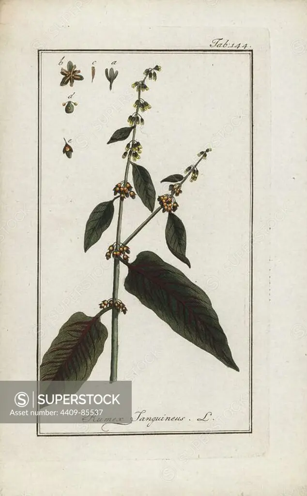 Red-veined dock, Rumex sanguineus, native to Europe, Africa and Asia. Handcoloured copperplate botanical engraving from Johannes Zorn's "Afbeelding der Artseny-Gewassen," Jan Christiaan Sepp, Amsterdam, 1796. Zorn first published his illustrated medical botany in Nurnberg in 1780 with 500 plates, and a Dutch edition followed in 1796 published by J.C. Sepp with an additional 100 plates. Zorn (1739-1799) was a German pharmacist and botanist who collected medical plants from all over Europe for his "Icones plantarum medicinalium" for apothecaries and doctors.