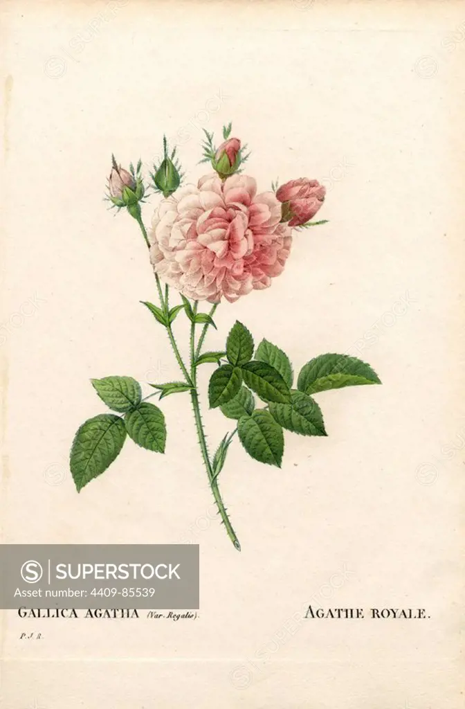 Agathe Royale rose, Rosa gallica variety. Handcoloured stipple copperplate engraving from Pierre Joseph Redoute's "Les Roses," Paris, 1828. Redoute was botanical artist to Marie Antoinette and Empress Josephine. He painted over 170 watercolours of roses from the gardens of Malmaison.