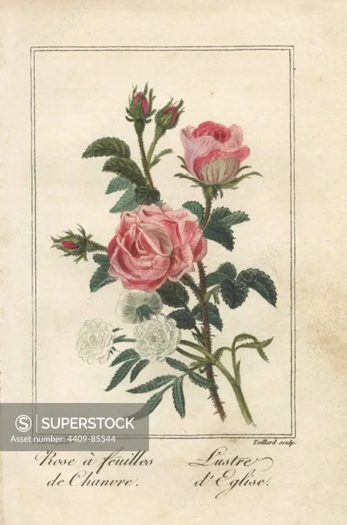 Hemp-leaved rose, Rosa cannabina, and lustre d'eglise, Rosa gallica. Handcoloured illustration by Pancrace Bessa stipple engraved by Teillard from Charles Malo's "Histoire des Roses," Paris, 1818. A gift book for ladies with 12 miniature botanicals by Bessa, one of the great French flower painters of the 19th century.