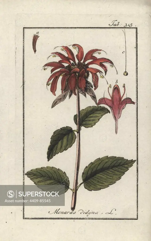Bergamot, Monarda didyma. Handcoloured copperplate botanical engraving from Johannes Zorn's "Afbeelding der Artseny-Gewassen," Jan Christiaan Sepp, Amsterdam, 1796. Zorn first published his illustrated medical botany in Nurnberg in 1780 with 500 plates, and a Dutch edition followed in 1796 published by J.C. Sepp with an additional 100 plates. Zorn (1739-1799) was a German pharmacist and botanist who collected medical plants from all over Europe for his "Icones plantarum medicinalium" for apothecaries and doctors.