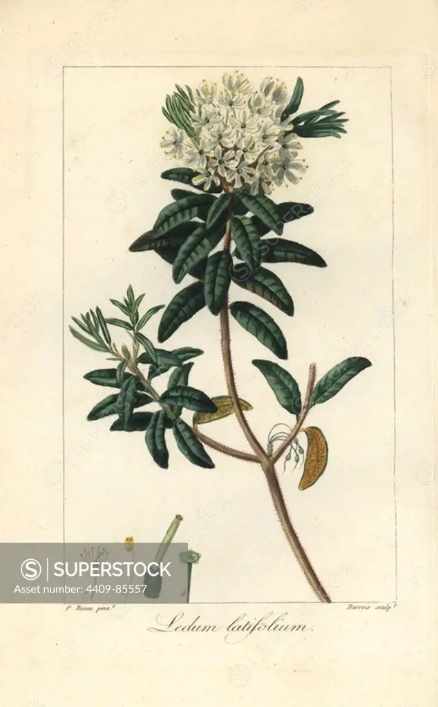 Bog Labrador tea tree, Rhododendron groenlandicum, native to Europe, Canada and America. Handcoloured stipple engraving on copper by Barrois from a botanical illustration by Pancrace Bessa from Mordant de Launay's "Herbier General de l'Amateur," Audot, Paris, 1820. The Herbier was published from 1810 to 1827 and edited by Mordant de Launay and Loiseleur-Deslongchamps. Bessa (1772-1830s), along with Redoute and Turpin, is considered one of the greatest French botanical artists of the 19th century.