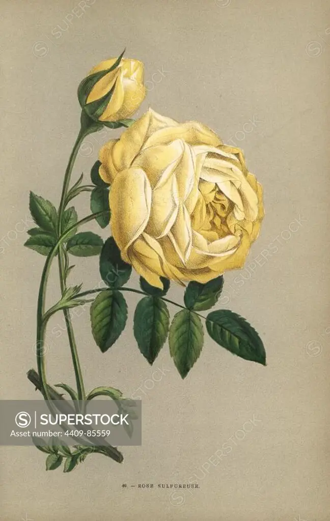 Rose sulfureuse, yellow rose variety of Rosa sulfurea. Chromolithograph drawn and lithographed after nature by F. Grobon from Hippolyte Jamain and Eugene Forney's "Les Roses," Paris, J. Rothschild, 1873. Jamain was a rose grower and Forney a professor of arboriculture. François Frédéric Grobon (1815-1901) ran his own atelier and illustrated "Fleurs" after Redoute with his brother Anthelme as the Grobon freres.