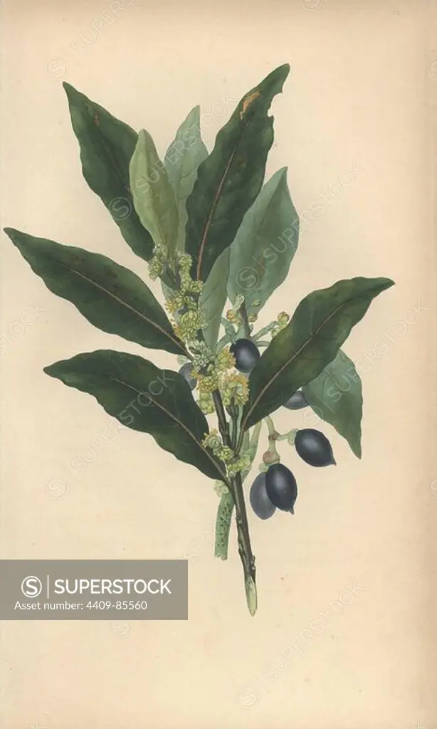 Bay laurel tree, Laurus nobilis. Handcoloured botanical illustration drawn from nature by Mrs. Rebecca Hey from her own "Spirit of the Woods," London, Longman, Rees, 1837. Rebecca Hey was a Victorian writer, poet and artist who wrote "Moral of Flowers" 1833 and "Recollections of the Lakes" 1841. The plates were probably engraved by William Clark, former draughtsman to the London Horticultural Society, and engraver on Hey's previous book.