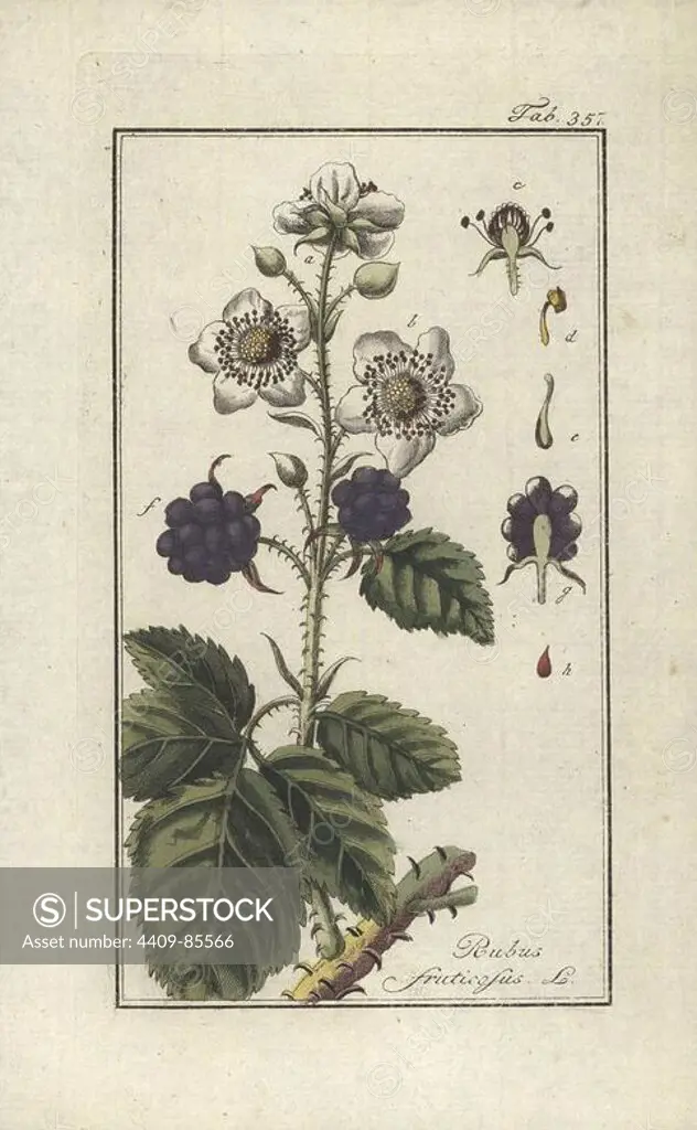 Blackberry, Rubus fruticosus. Handcoloured copperplate botanical engraving from Johannes Zorn's "Afbeelding der Artseny-Gewassen," Jan Christiaan Sepp, Amsterdam, 1796. Zorn first published his illustrated medical botany in Nurnberg in 1780 with 500 plates, and a Dutch edition followed in 1796 published by J.C. Sepp with an additional 100 plates. Zorn (1739-1799) was a German pharmacist and botanist who collected medical plants from all over Europe for his "Icones plantarum medicinalium" for apothecaries and doctors.