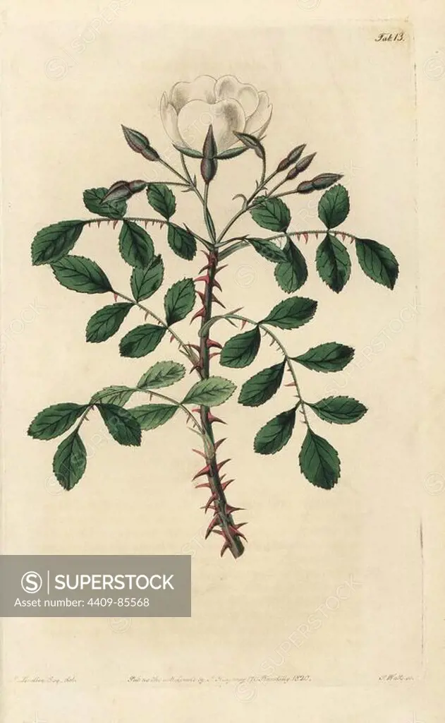 Abyssinian rose, Rosa abyssinica, with white flower, buds and thorny branches. Handcoloured copperplate engraved by Watts from an illustration by John Lindley from his own "Rosarum Monographia, or a Botanical History of Roses," London, Ridgeway, 1820. Lindley (1799-1865) was an English botanist who specialized in roses and orchids. Lindley wrote and illustrated this monograph when just 22 years old. He went on to edit the "Botanical Register" from 1829 to 1847.